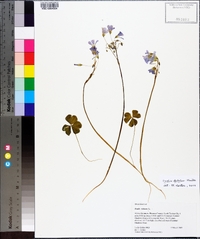 Oxalis debilis image