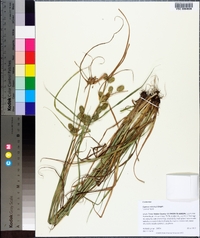 Cyperus retrorsus image