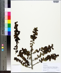 Ilex vomitoria image