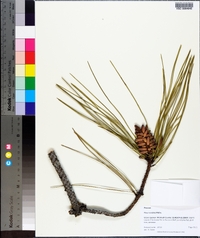 Pinus serotina image