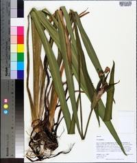 Iris virginica image