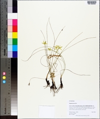 Hypoxis juncea image