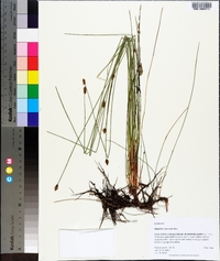 Eleocharis tricostata image