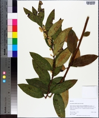 Leucothoe axillaris image