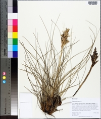 Tillandsia bartramii image