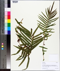 Pteris vittata image