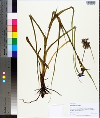 Tradescantia ohiensis image