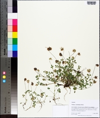 Trifolium carolinianum image