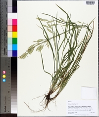 Bromus catharticus image