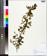 Ligustrum sinense image