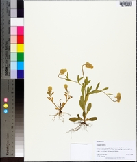 Polygala lutea image