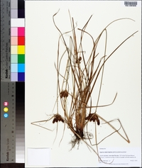 Cyperus deeringianus image