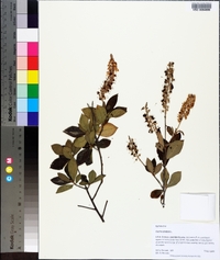 Clethra alnifolia image