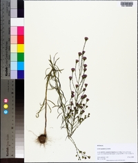 Liatris spicata image