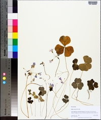 Oxalis rubra image