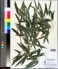 Phyllostachys aureosulcata image