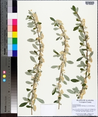 Elaeagnus umbellata image