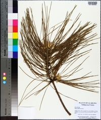 Pinus taeda image
