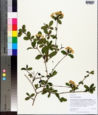 Viburnum obovatum image