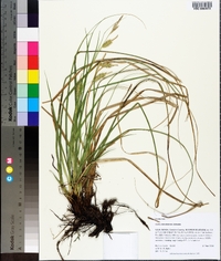 Carex cherokeensis image