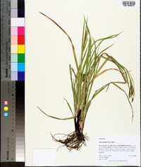 Carex oxylepis image