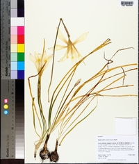 Zephyranthes atamasca image