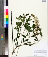 Baptisia alba image