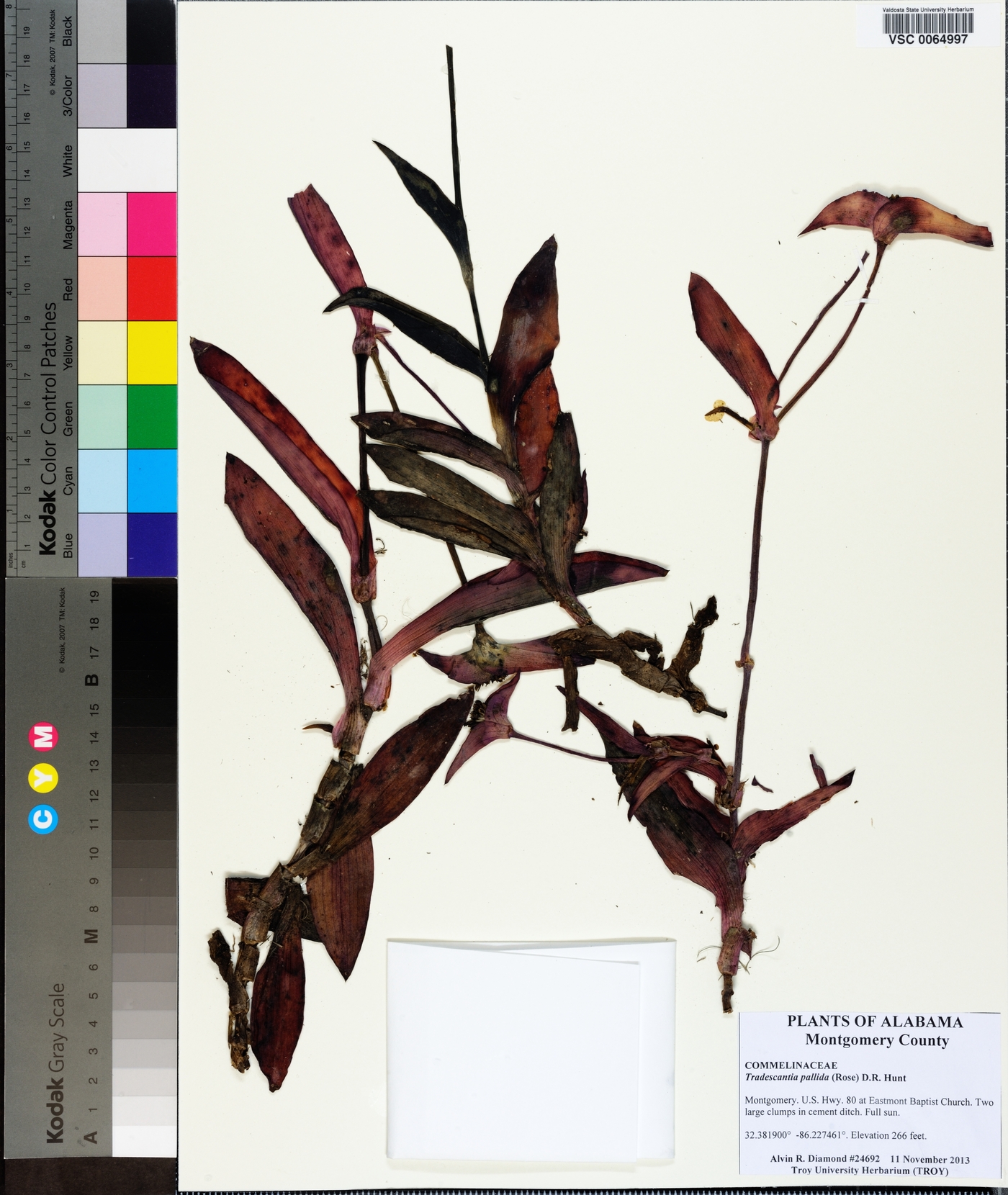 Tradescantia pallida image
