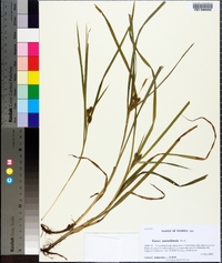 Carex aureolensis image