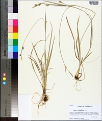 Carex styloflexa image