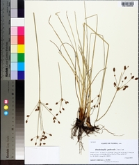 Fimbristylis puberula image