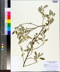 Elaeagnus umbellata image