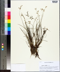 Juncus debilis image