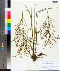 Juncus diffusissimus image