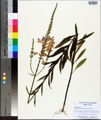 Physostegia virginiana image