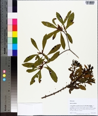 Myrica cerifera image