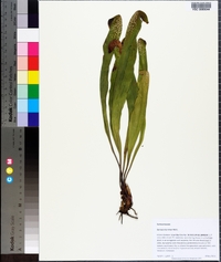 Sarracenia minor image