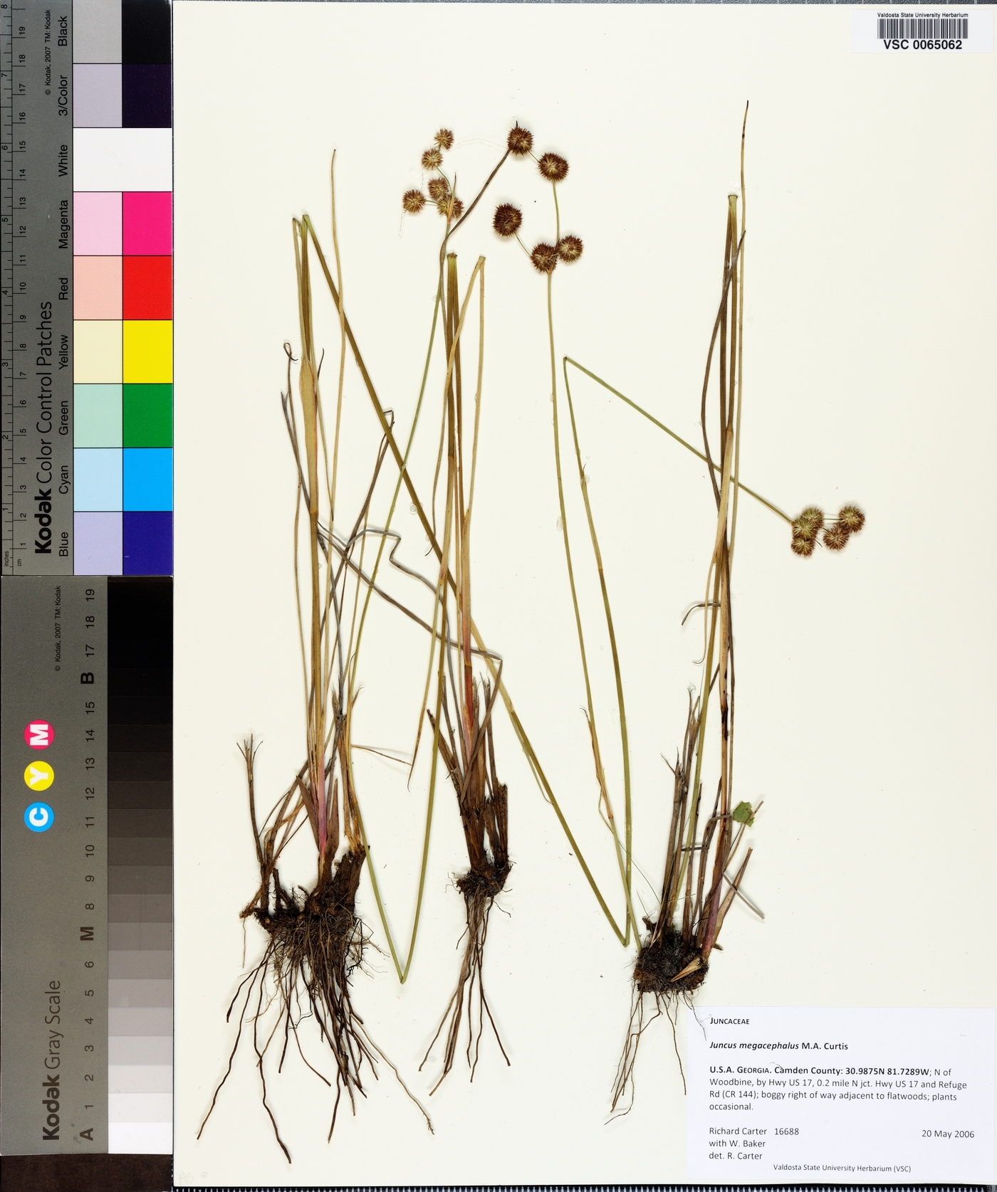Juncus megacephalus image