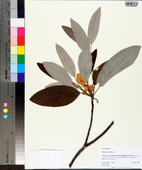 Magnolia virginiana image