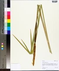 Typha domingensis image