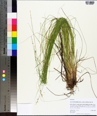 Carex atlantica subsp. capillacea image