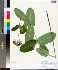 Asclepias amplexicaulis image