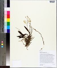 Epidendrum conopseum image