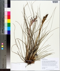 Tillandsia bartramii image