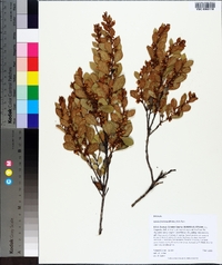 Lyonia fruticosa image
