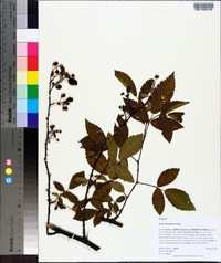 Rubus argutus image