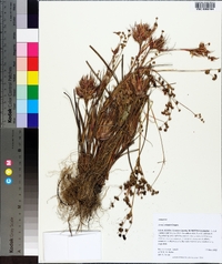 Juncus elliottii image