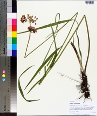 Asclepias lanceolata image