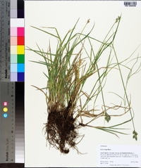 Carex longii image