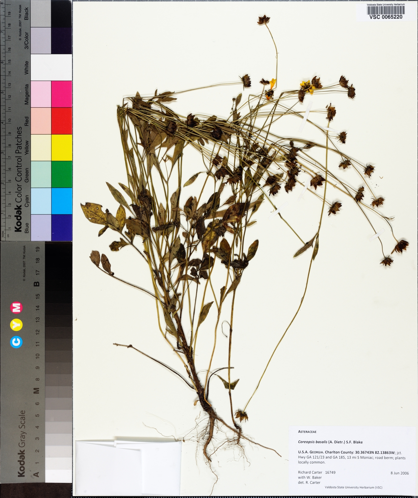 Coreopsis basalis image